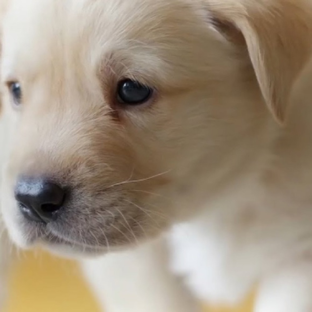 Meet your Posher, Zenobia